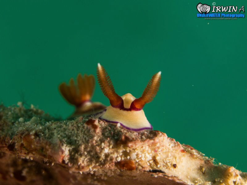 Hello?
Redang Island, Malaysia. March 2013
Canon Powers... by Irwin Ang 