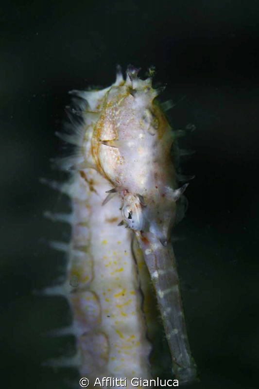 sea horse by Afflitti Gianluca 