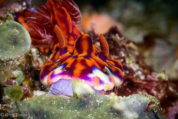 Ceretosoma in Komodo. by Greg Duncan 