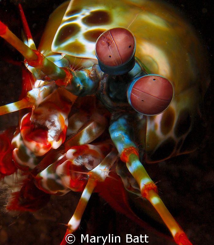 Lovely Peacock Mantis Shrimp, Anilao. by Marylin Batt 