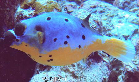 lonely puffer by Billy N 