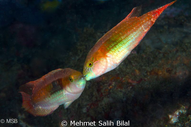 Love ? by Mehmet Salih Bilal 