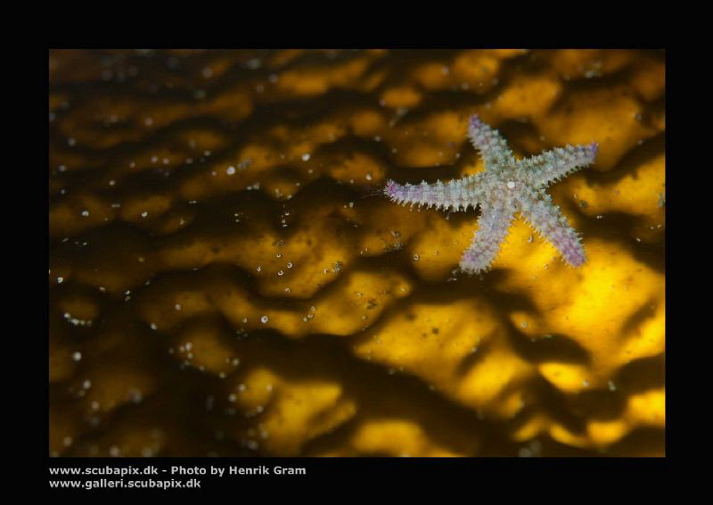 Tiny Seastar on Kelp (back lid) by Henrik Gram Rasmussen 