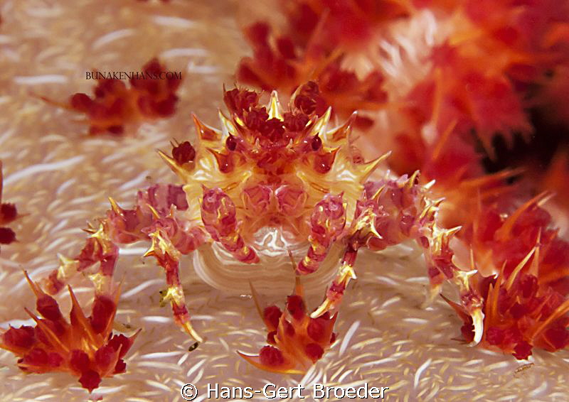 Candy crab
what do you want with me?
Bunaken,Sulawesi,I... by Hans-Gert Broeder 