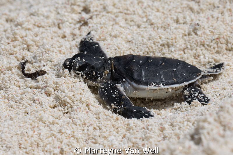 Exhausted.....!!  A tiny baby Green Turtle hatching makin... by Marteyne Van Well 