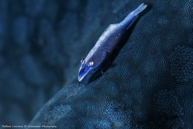 Seastar shrimp, very small by Raffaele Livornese 