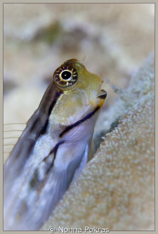 Cute fish by Nonna Pokras 