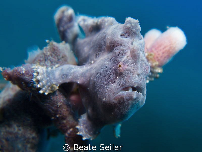 cute little blue frogfish by Beate Seiler 
