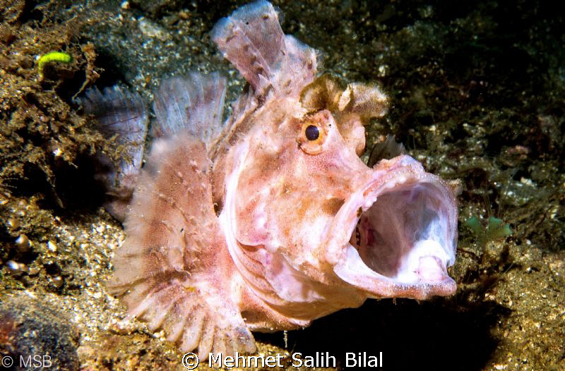 A pink rhinopia in Ambon. by Mehmet Salih Bilal 