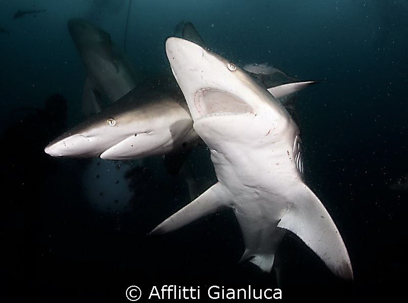 sharks in the dark by Afflitti Gianluca 