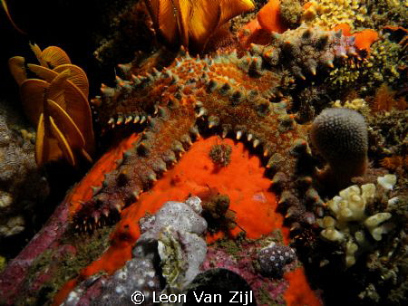 African Star - Shot in Hermanus, South Africa by Leon Van Zijl 