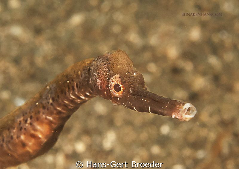 Pipefish
Muckdive ,Wori near Manado,Sulawesi,Indonesia,
... by Hans-Gert Broeder 