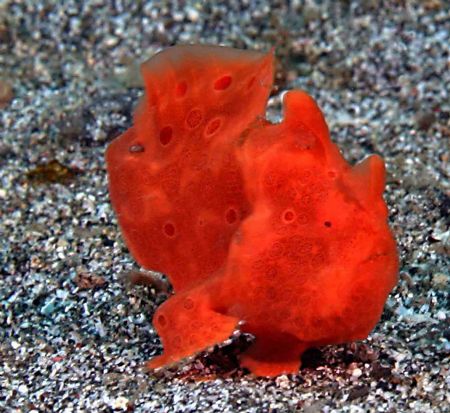 Strolling - Cannon 10D. Lembeh. This fella was changing s... by John M Akar 