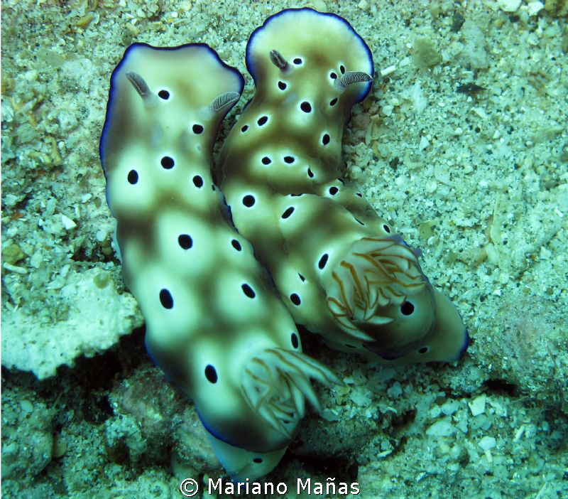 Risbecia tryoni by Mariano Mañas 