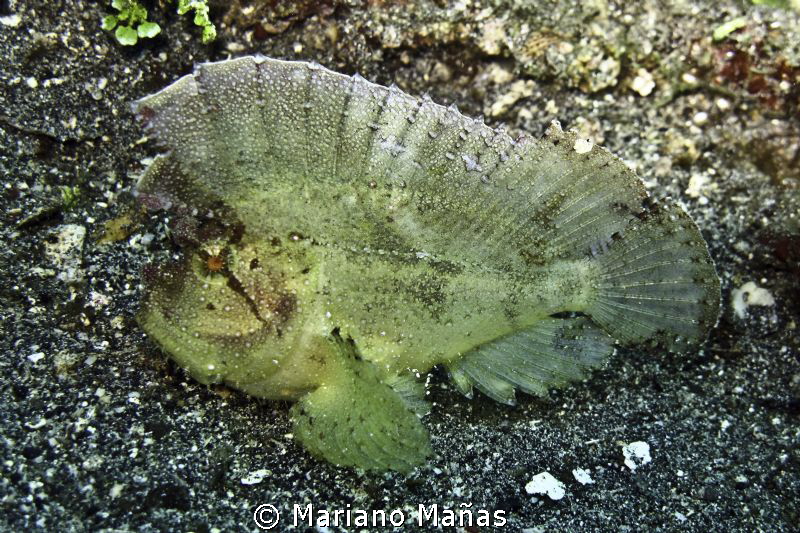 leaf scorpionfish by Mariano Mañas 