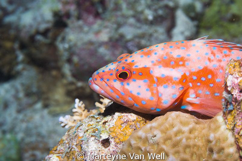 A grouper resting on rocks during a night dive by Marteyne Van Well 