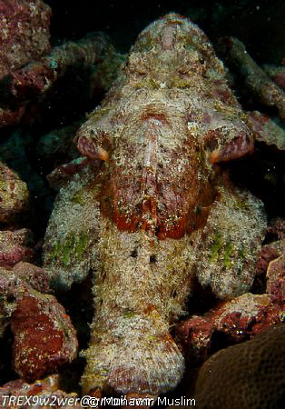 Underwater Bearded Man? by Munawir Muslim 