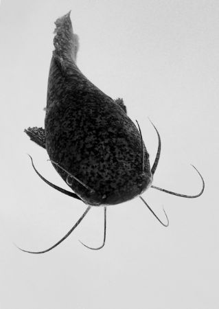 freshwater catfish by Gregory Grant 