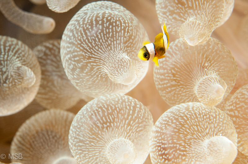 Very small clownfish. by Mehmet Salih Bilal 