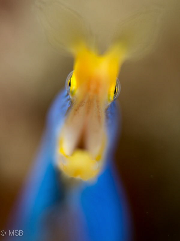 Blue ribbon eel. by Mehmet Salih Bilal 