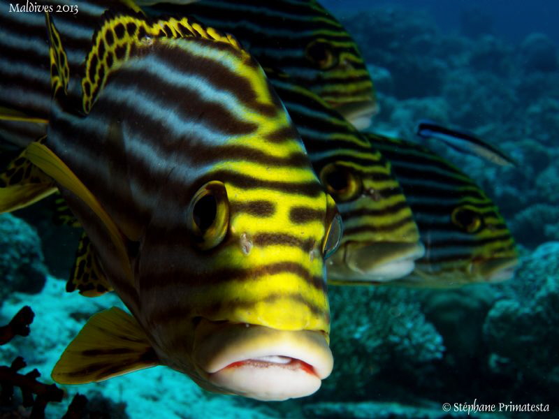 Oriental sweetlips. by Stéphane Primatesta 
