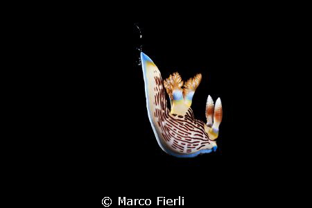 free falling nembrotha by Marco Fierli 