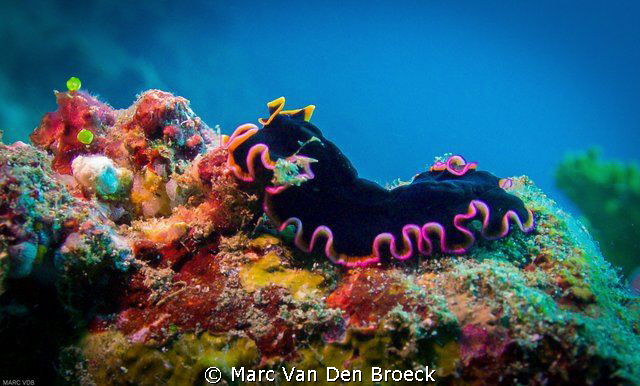 platworm by Marc Van Den Broeck 