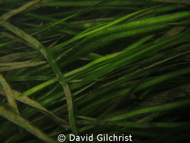 Aquatic Plant, Niagara River Night Dive by David Gilchrist 