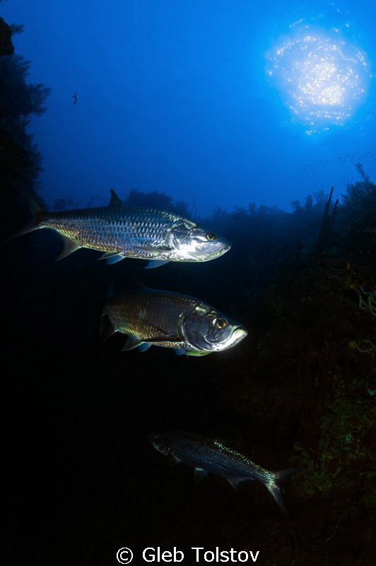 Tarpons by Gleb Tolstov 