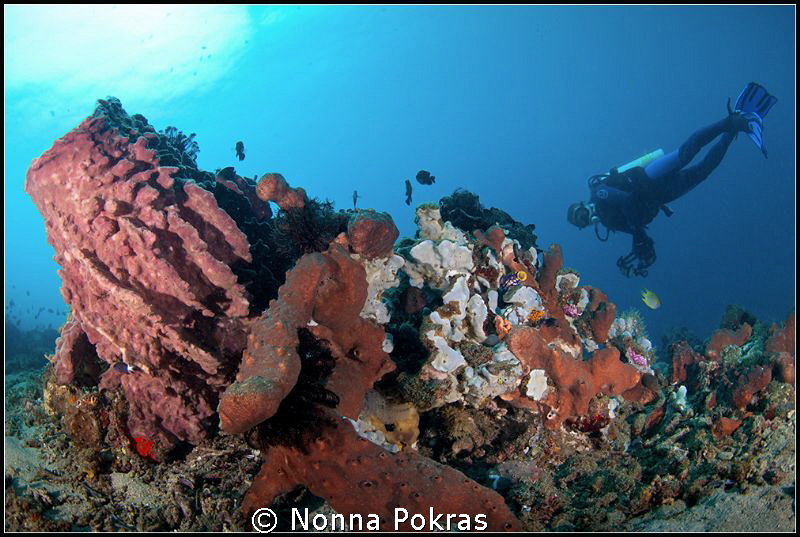 Symmetry by Nonna Pokras 