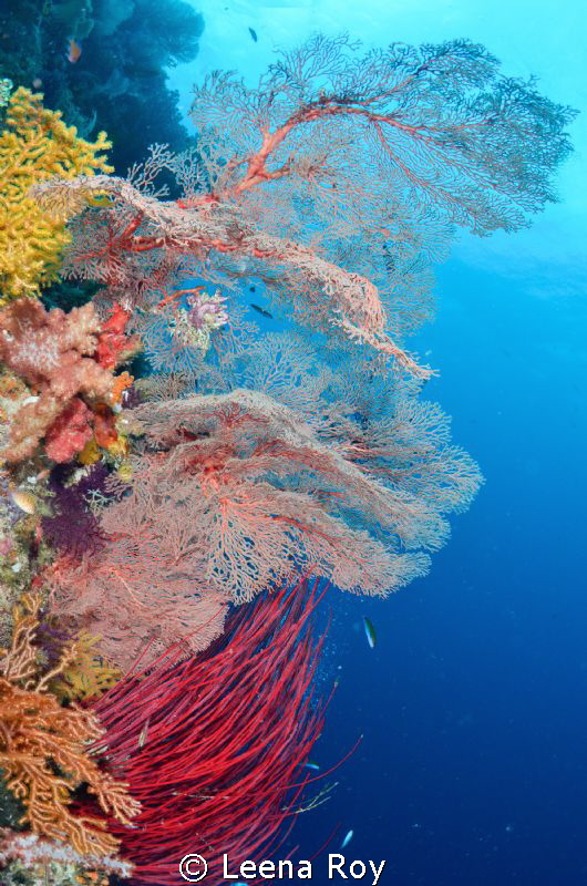 Raja Ampat by Leena Roy 