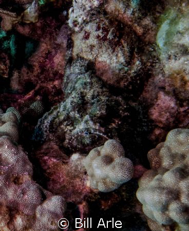 Devil Scorpionfish. Big Island, Hawaii. by Bill Arle 