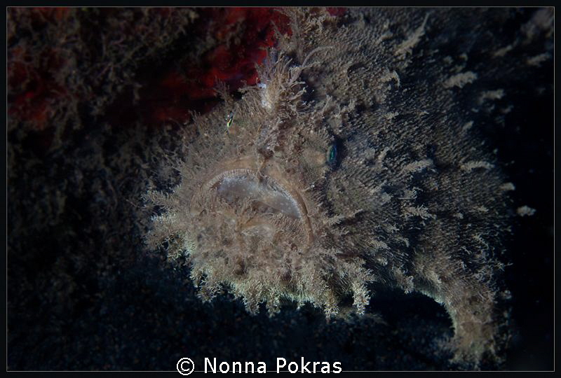 monster by Nonna Pokras 