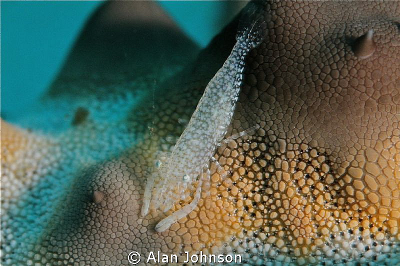 small starfish shrimp , looks like an Alien Landscape.! by Alan Johnson 