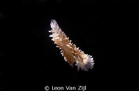 Floating Nudibrach. Shot in Hermanus South Africa by Leon Van Zijl 