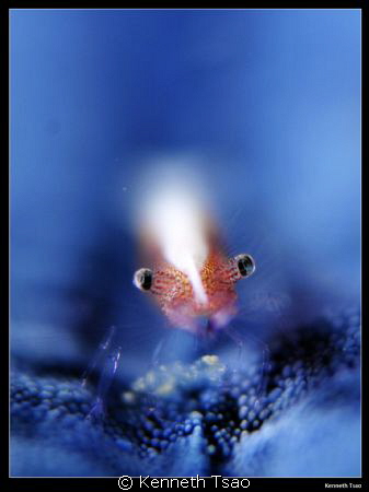 [Shrimp on Sea Star]
 by Kenneth Tsao 