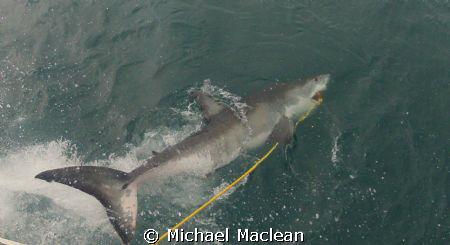 Shark Bait

I took this photo when I was in Cape Town/S... by Michael Maclean 