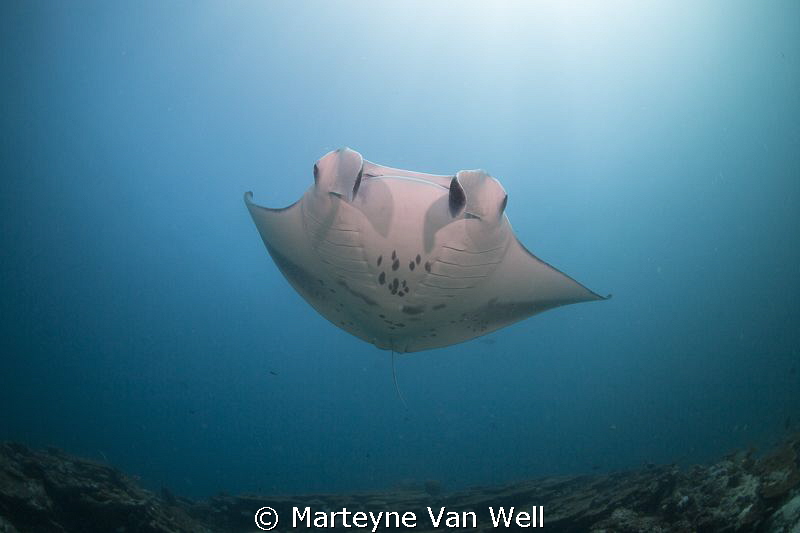 Manta Ray passing by by Marteyne Van Well 