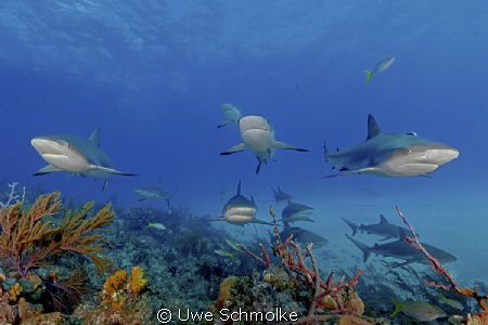 Among sharks - 
These caribbean reef sharks I've taken o... by Uwe Schmolke 