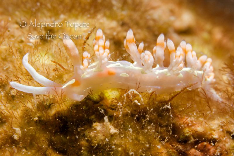 Nudibranch contest, Veracruz Mexico by Alejandro Topete 