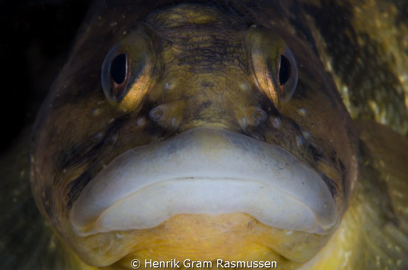 Big Lips by Henrik Gram Rasmussen 