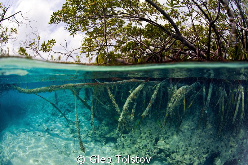 Mangrove by Gleb Tolstov 