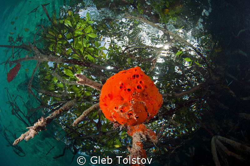 Red sponge in a Snell's window by Gleb Tolstov 