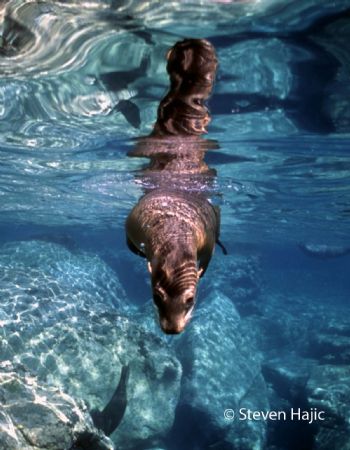 Sea Lion Los Islotes BCS by Steven Hajic 