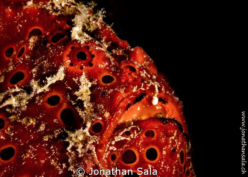 froggy profile by Jonathan Sala 