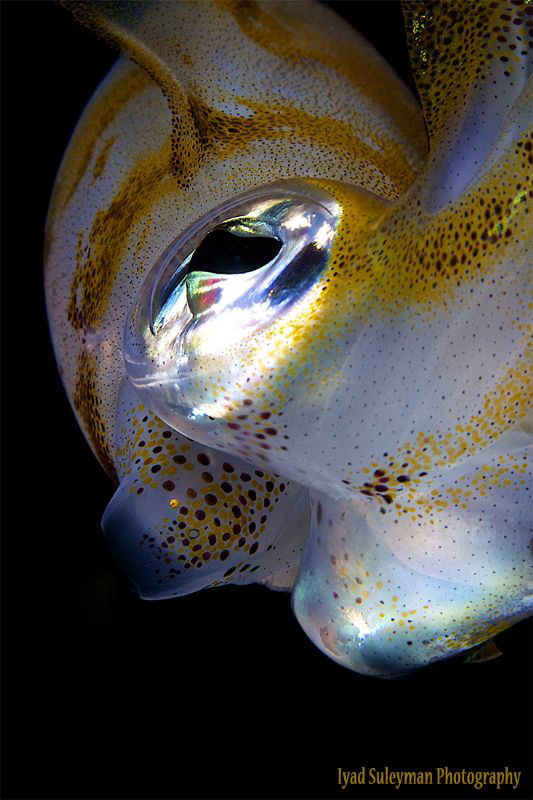 The eye of squid by Iyad Suleyman 