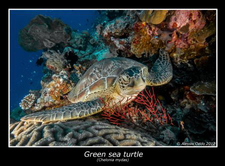 Green sea trutle by Alessio Oddo 