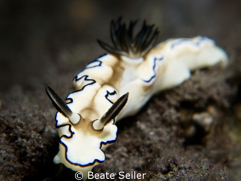 beauty nudi by Beate Seiler 