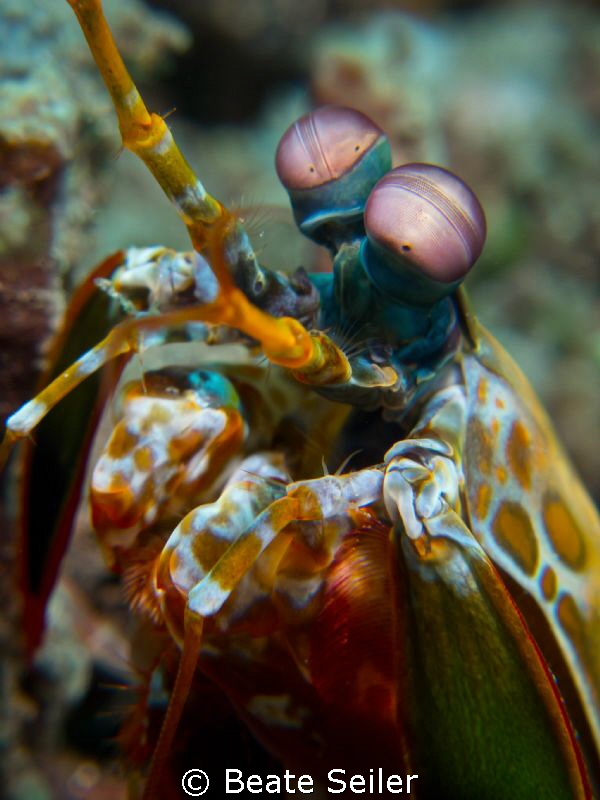 Mantis shrimp by Beate Seiler 