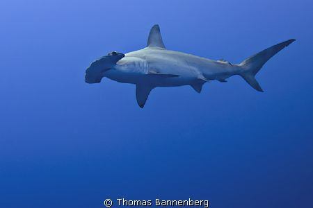 Hammerhead shark

NIKON D7000 in a Seacam "Prelude" uw ... by Thomas Bannenberg 